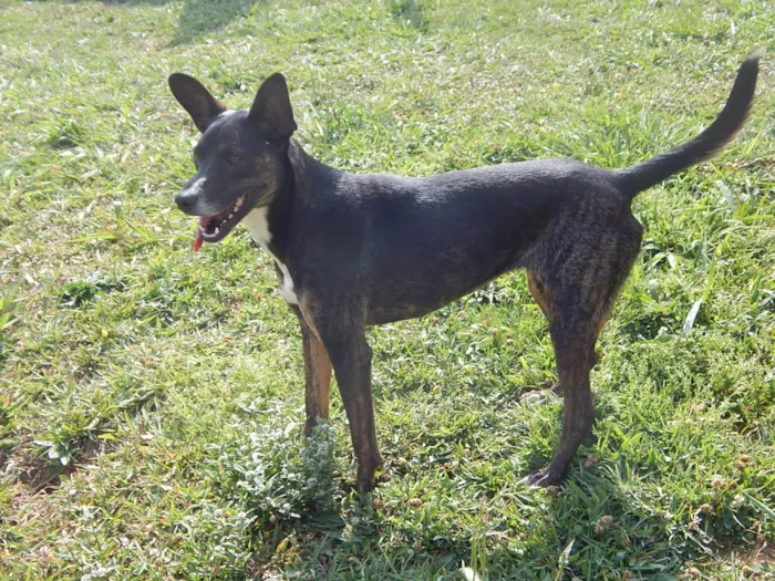 Cachorro ra a SRD-ViraLata idade 4 anos nome Tequila