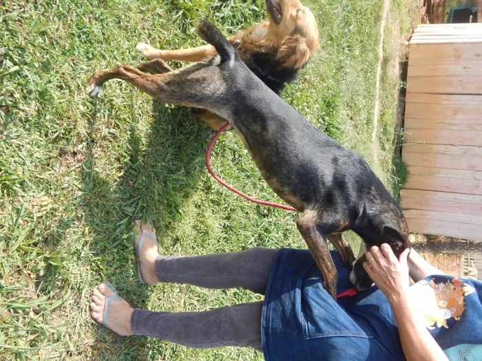 Cachorro ra a SRD-ViraLata idade 4 anos nome Tequila