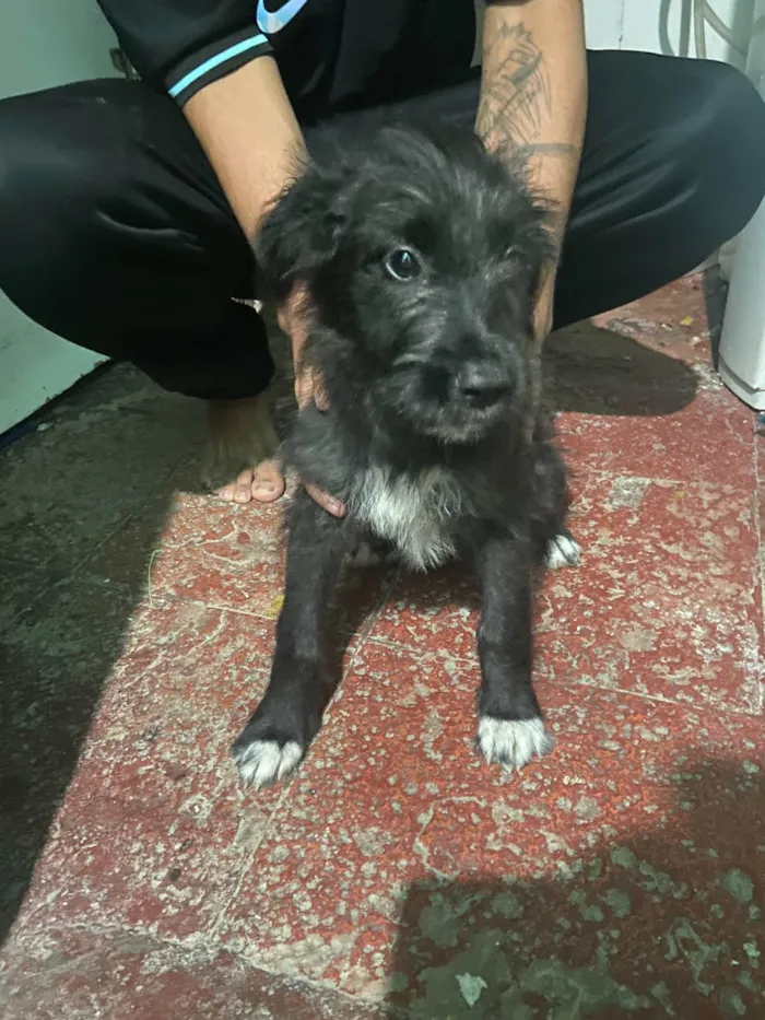 Cachorro ra a SRD-ViraLata idade 2 a 6 meses nome megue