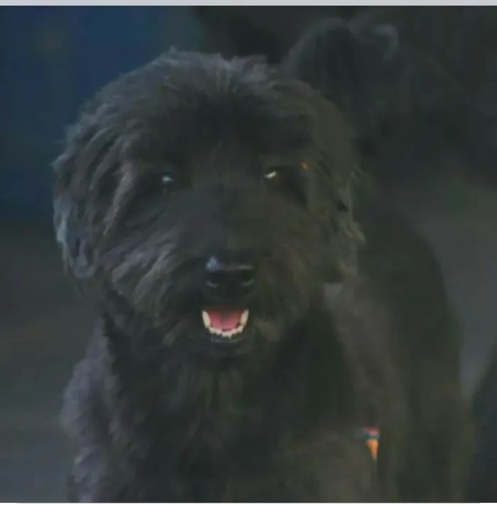 Cachorro raça  idade 3 anos nome Estrela