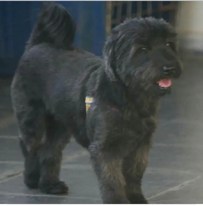 Cachorro raça  idade 3 anos nome Estrela