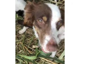 Cachorro raça  idade  nome Mel