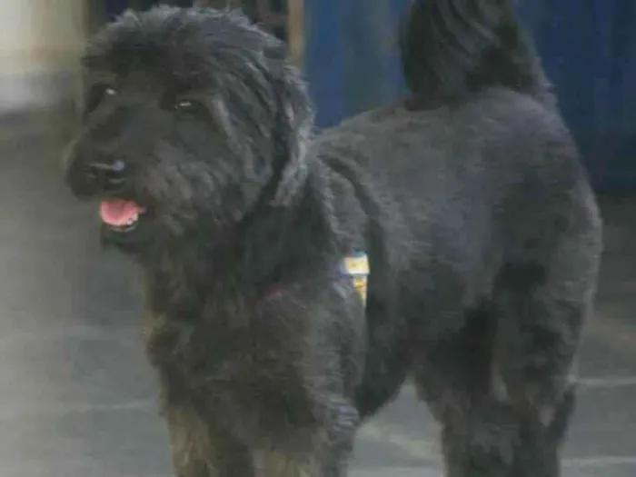 Cachorro raça  idade 3 anos nome Estrela