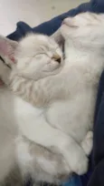Gatinhos