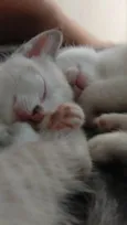 Gatinhos