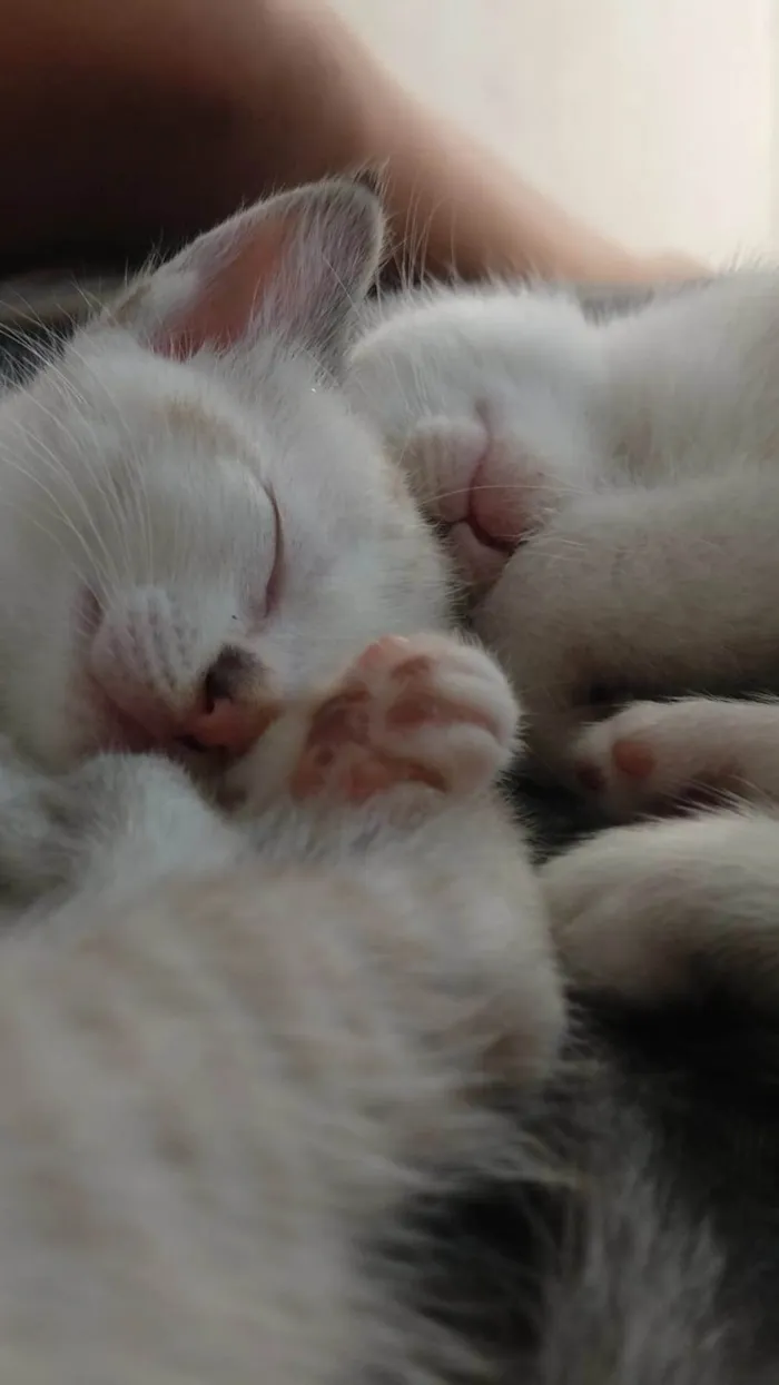 Gato ra a Siamês  idade Abaixo de 2 meses nome Gatinhos