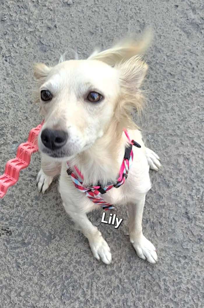 Cachorro raça SRD-ViraLata idade 1 ano nome Lily