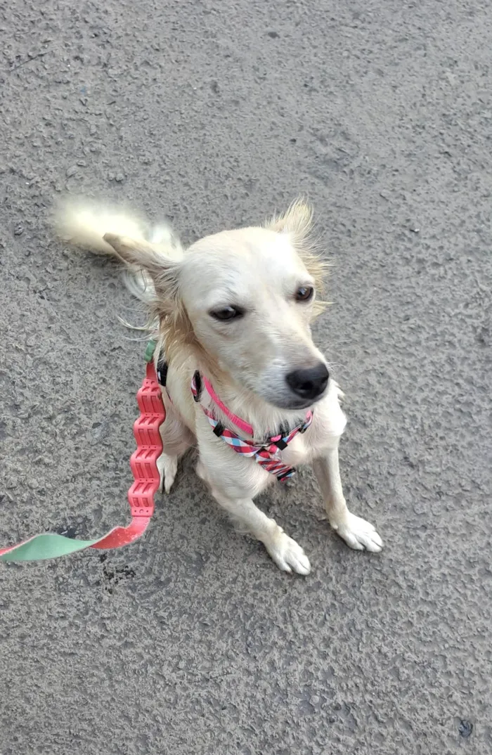 Cachorro raça SRD-ViraLata idade 1 ano nome Lily