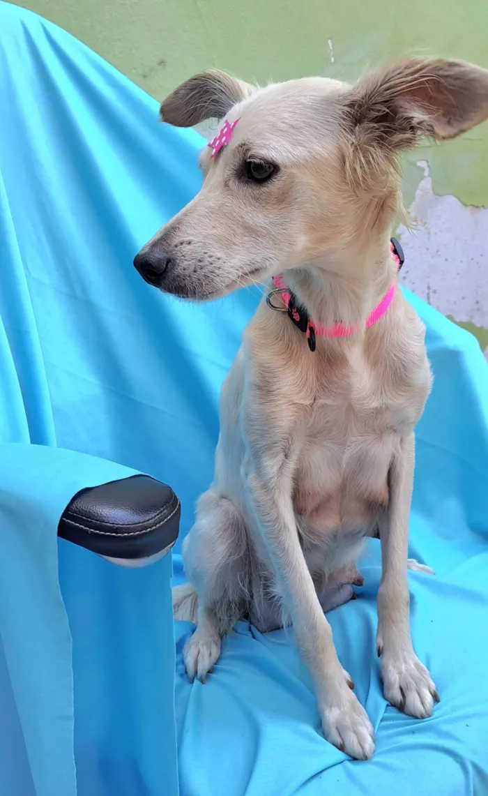 Cachorro raça SRD-ViraLata idade 1 ano nome Lily