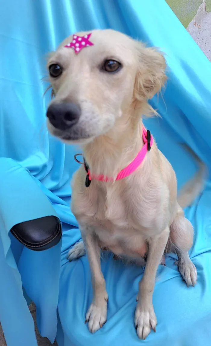 Cachorro raça SRD-ViraLata idade 1 ano nome Lily