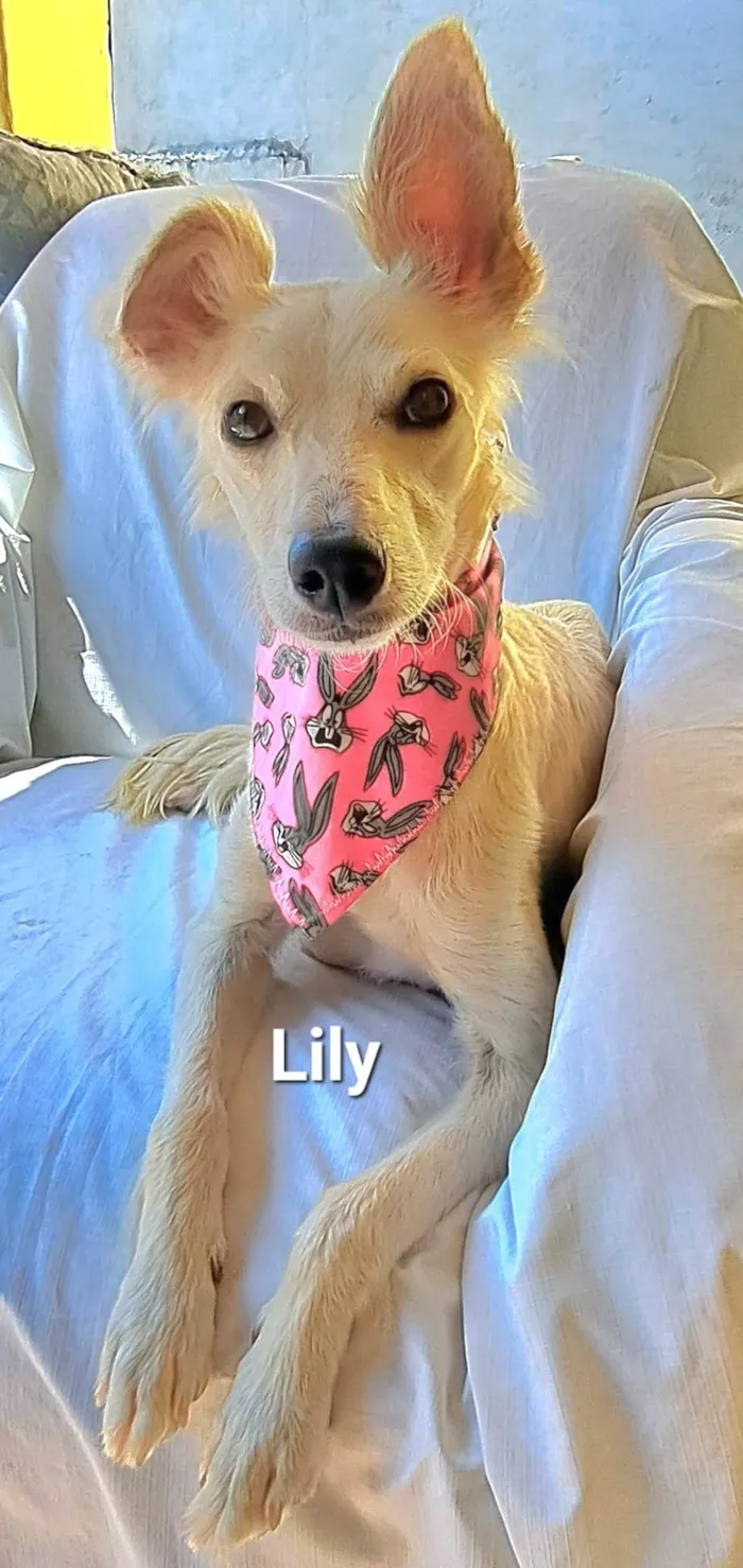 Lily