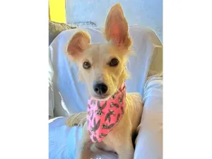 Cachorro raça SRD-ViraLata idade 1 ano nome Lily