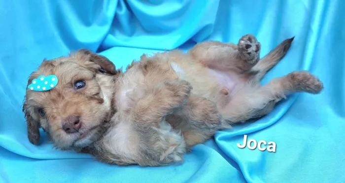 Cachorro raça SRD-ViraLata idade Abaixo de 2 meses nome Joca