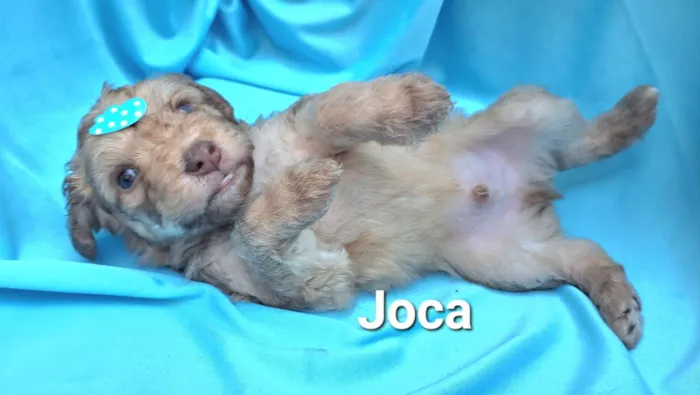Cachorro raça SRD-ViraLata idade Abaixo de 2 meses nome Joca
