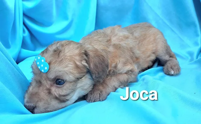 Cachorro raça SRD-ViraLata idade Abaixo de 2 meses nome Joca