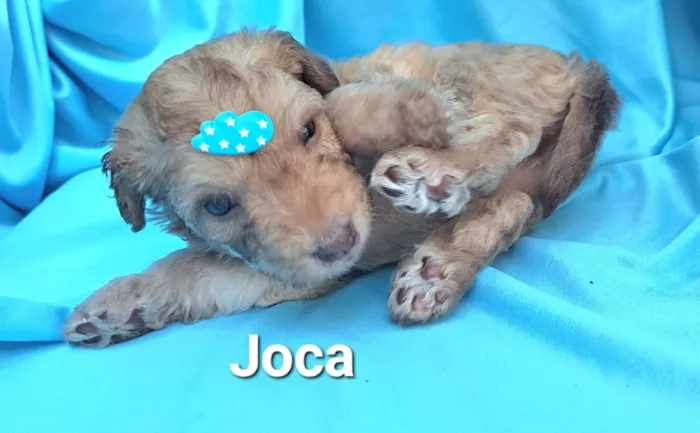 Cachorro raça SRD-ViraLata idade Abaixo de 2 meses nome Joca