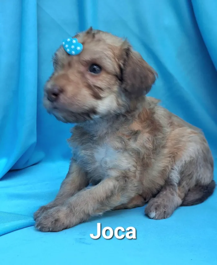 Cachorro raça SRD-ViraLata idade Abaixo de 2 meses nome Joca