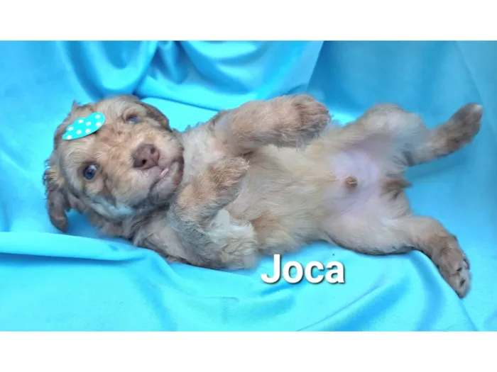 Cachorro raça SRD-ViraLata idade Abaixo de 2 meses nome Joca