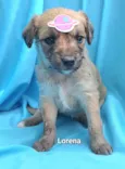 Cachorro raça SRD-ViraLata idade Abaixo de 2 meses nome Lorena