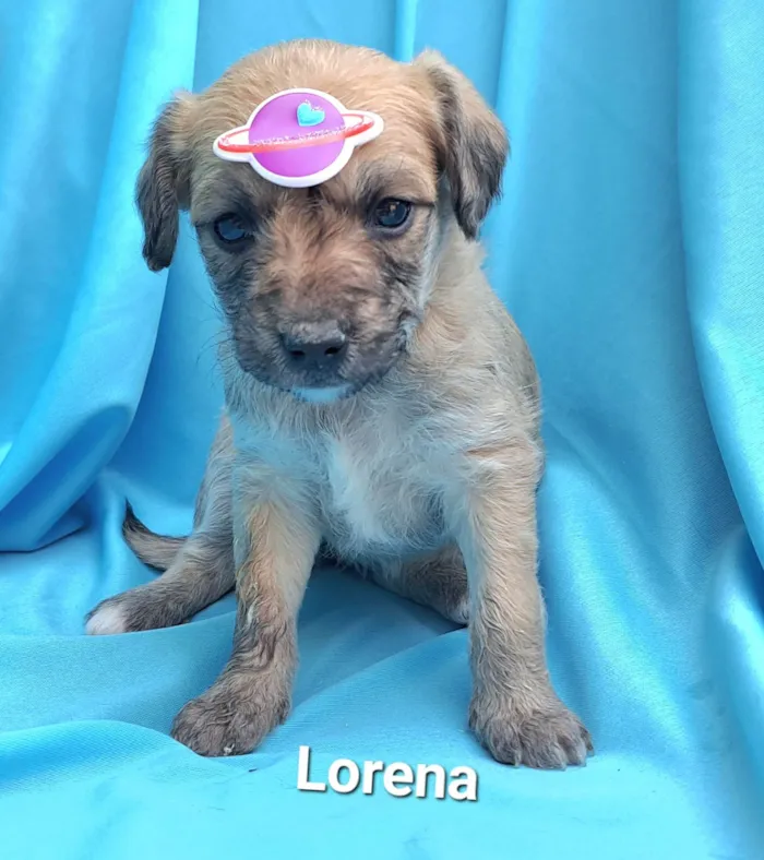 Cachorro raça SRD-ViraLata idade Abaixo de 2 meses nome Lorena