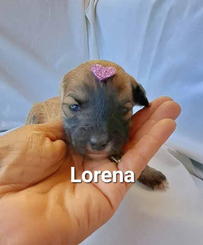 Cachorro raça SRD-ViraLata idade Abaixo de 2 meses nome Lorena