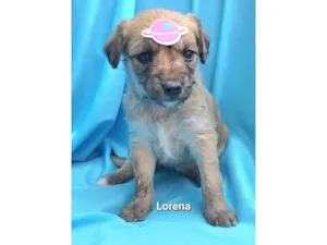 Cachorro raça SRD-ViraLata idade Abaixo de 2 meses nome Lorena
