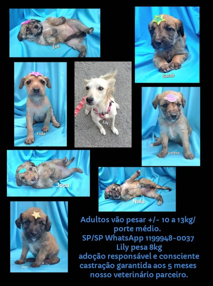 Cachorro raça SRD-ViraLata idade Abaixo de 2 meses nome Zoe