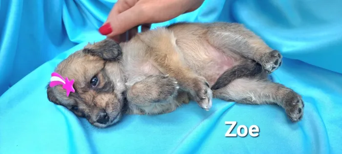 Cachorro raça SRD-ViraLata idade Abaixo de 2 meses nome Zoe