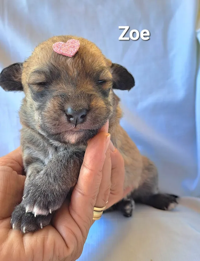 Cachorro raça SRD-ViraLata idade Abaixo de 2 meses nome Zoe
