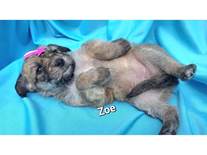 Cachorro raça SRD-ViraLata idade Abaixo de 2 meses nome Zoe