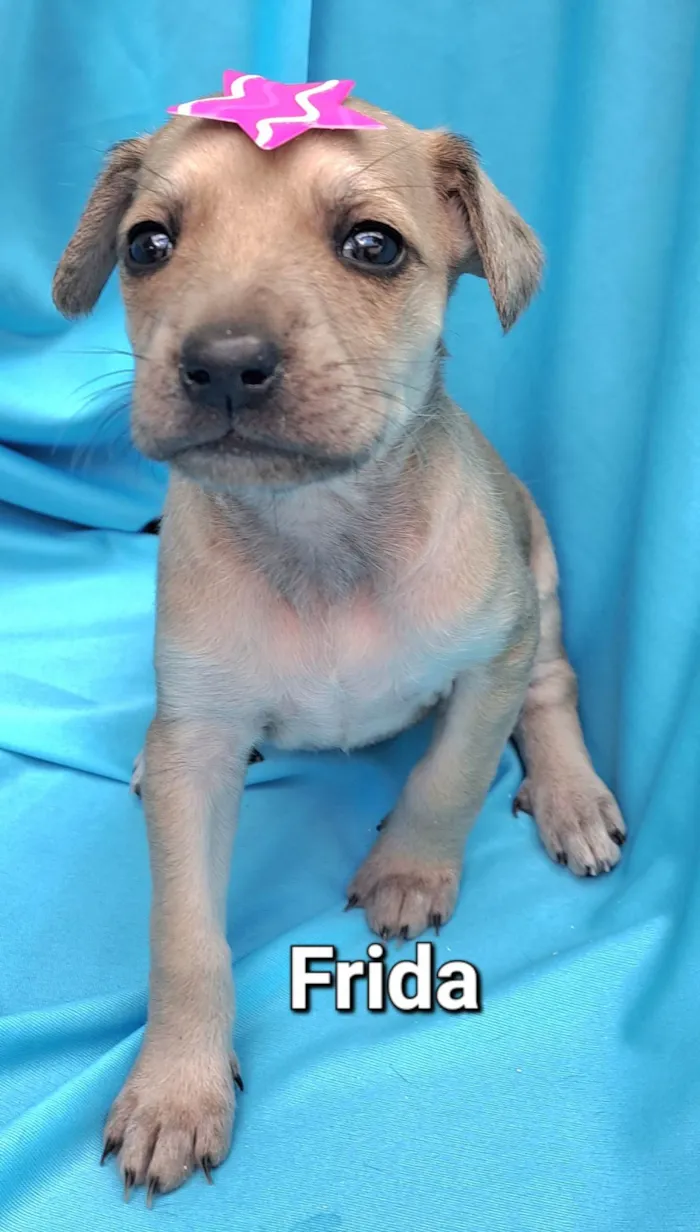 Cachorro raça SRD-ViraLata idade Abaixo de 2 meses nome Frida
