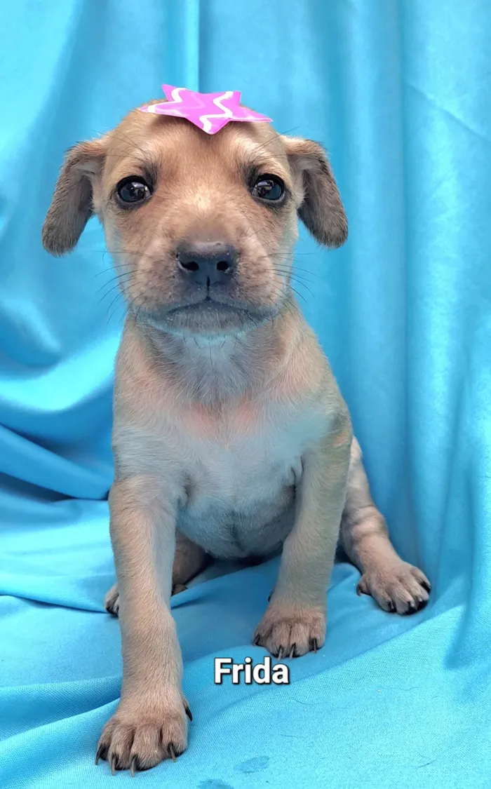 Cachorro raça SRD-ViraLata idade Abaixo de 2 meses nome Frida