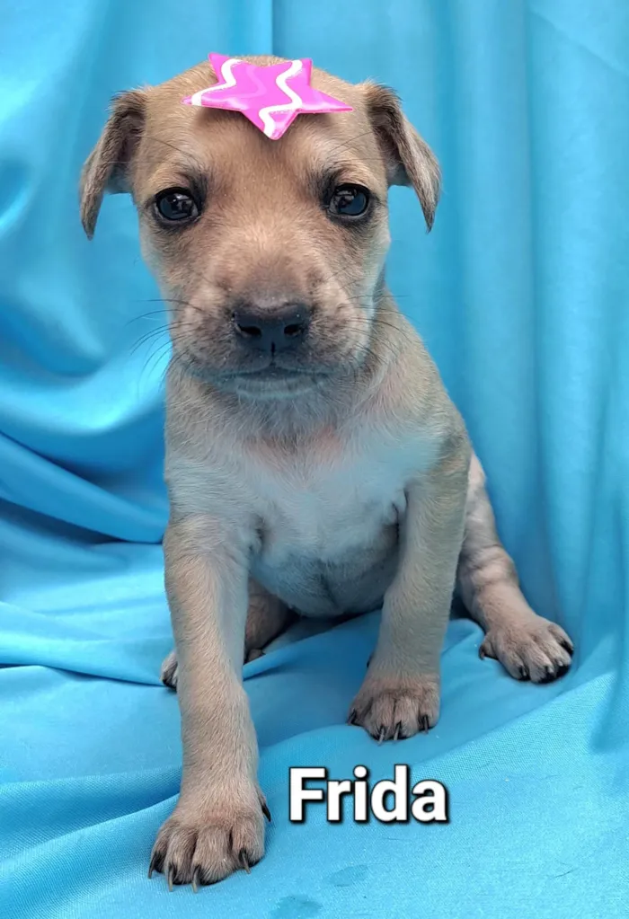 Cachorro raça SRD-ViraLata idade Abaixo de 2 meses nome Frida