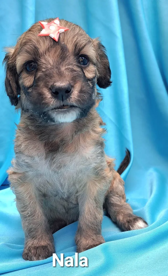 Cachorro raça SRD-ViraLata idade Abaixo de 2 meses nome Nala