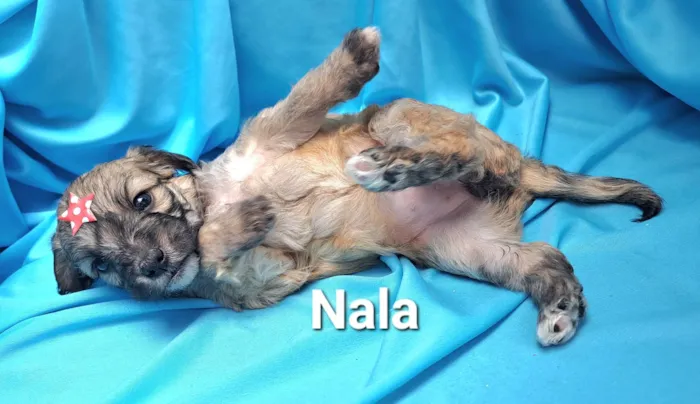 Cachorro raça SRD-ViraLata idade Abaixo de 2 meses nome Nala
