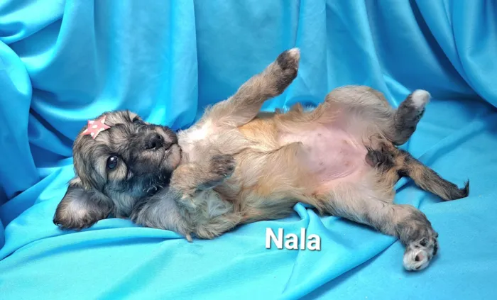 Cachorro raça SRD-ViraLata idade Abaixo de 2 meses nome Nala