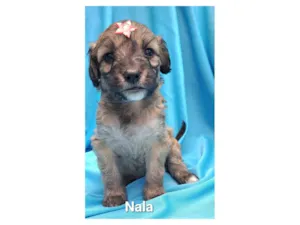 Cachorro raça SRD-ViraLata idade Abaixo de 2 meses nome Nala