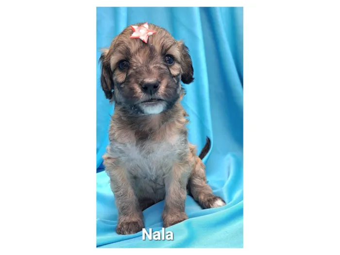 Cachorro raça SRD-ViraLata idade Abaixo de 2 meses nome Nala