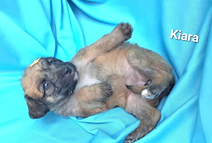 Cachorro raça SRD-ViraLata idade Abaixo de 2 meses nome Kiara