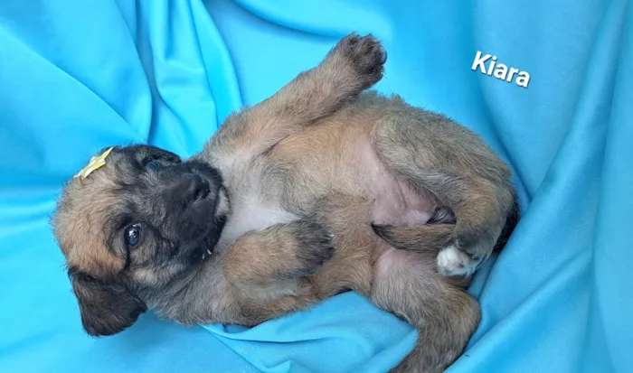 Cachorro raça SRD-ViraLata idade Abaixo de 2 meses nome Kiara