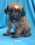 Cachorro raça SRD-ViraLata idade Abaixo de 2 meses nome Kiara