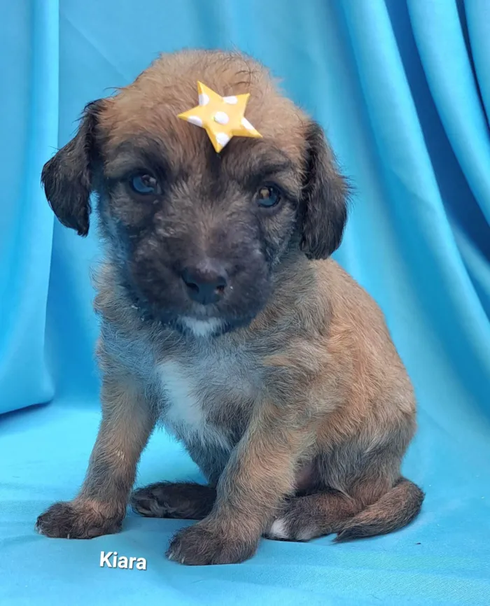 Cachorro raça SRD-ViraLata idade Abaixo de 2 meses nome Kiara