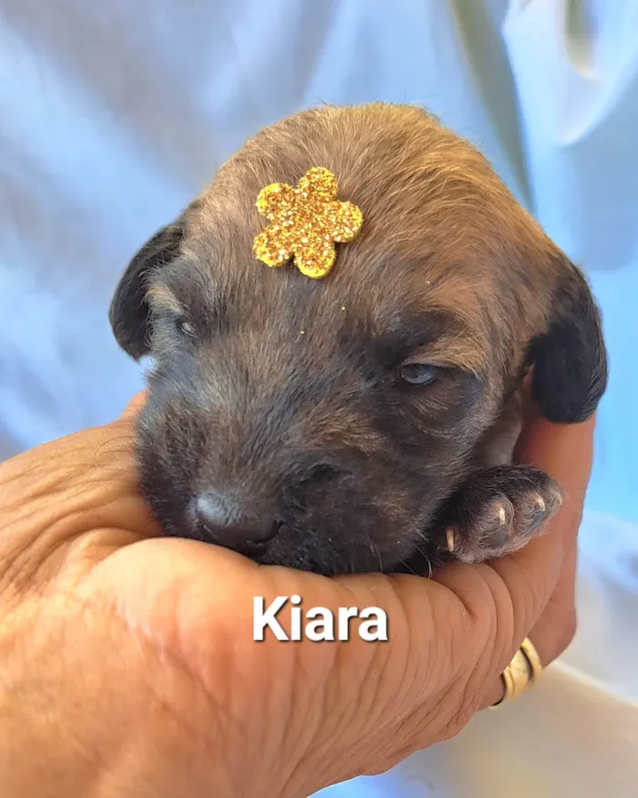 Cachorro raça SRD-ViraLata idade Abaixo de 2 meses nome Kiara