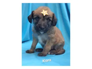 Cachorro raça SRD-ViraLata idade Abaixo de 2 meses nome Kiara