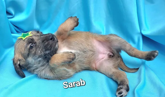 Cachorro raça SRD-ViraLata idade Abaixo de 2 meses nome Sarab