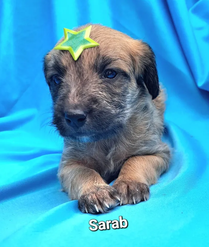 Cachorro raça SRD-ViraLata idade Abaixo de 2 meses nome Sarab