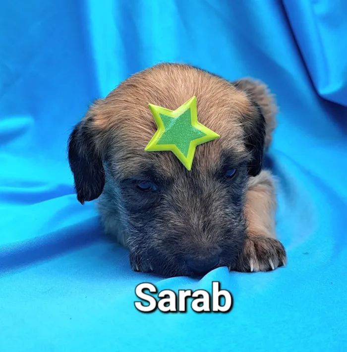 Cachorro raça SRD-ViraLata idade Abaixo de 2 meses nome Sarab