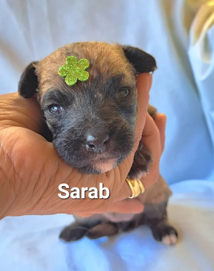 Cachorro raça SRD-ViraLata idade Abaixo de 2 meses nome Sarab