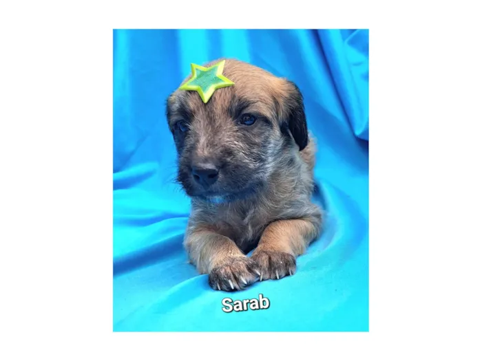 Cachorro raça SRD-ViraLata idade Abaixo de 2 meses nome Sarab