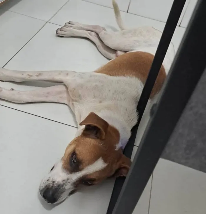 Cachorro ra a SRD-ViraLata idade 3 anos nome Thor